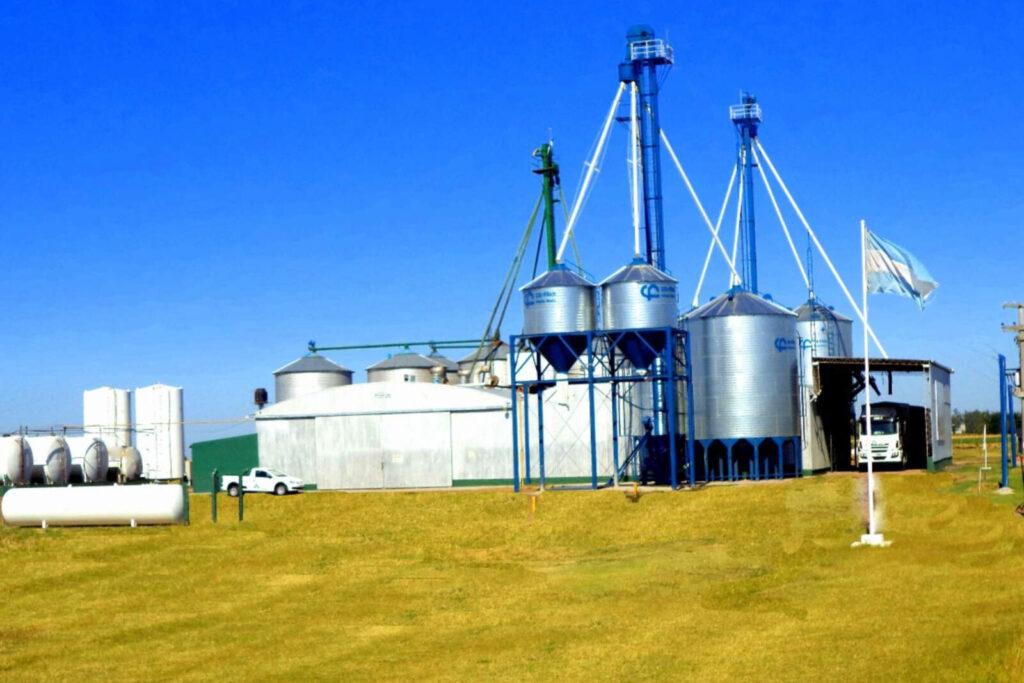 Córdoba: el girasol marca récord histórico de molienda y proyecta fuerte crecimiento