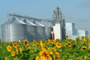 Córdoba se suma a la expansión nacional récord del girasol 2025/2026