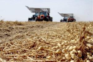 Córdoba: líder mundial en exportación de maní gracias al impulso económico nacional