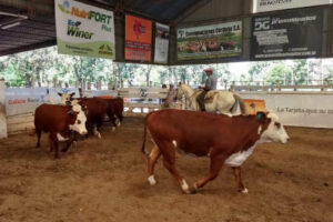 Córdoba: cae el valor de la hacienda y podría repercutir en el precio de la carne