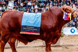 Córdoba: pagan por el 50% de un toro Brangus 272 millones de pesos