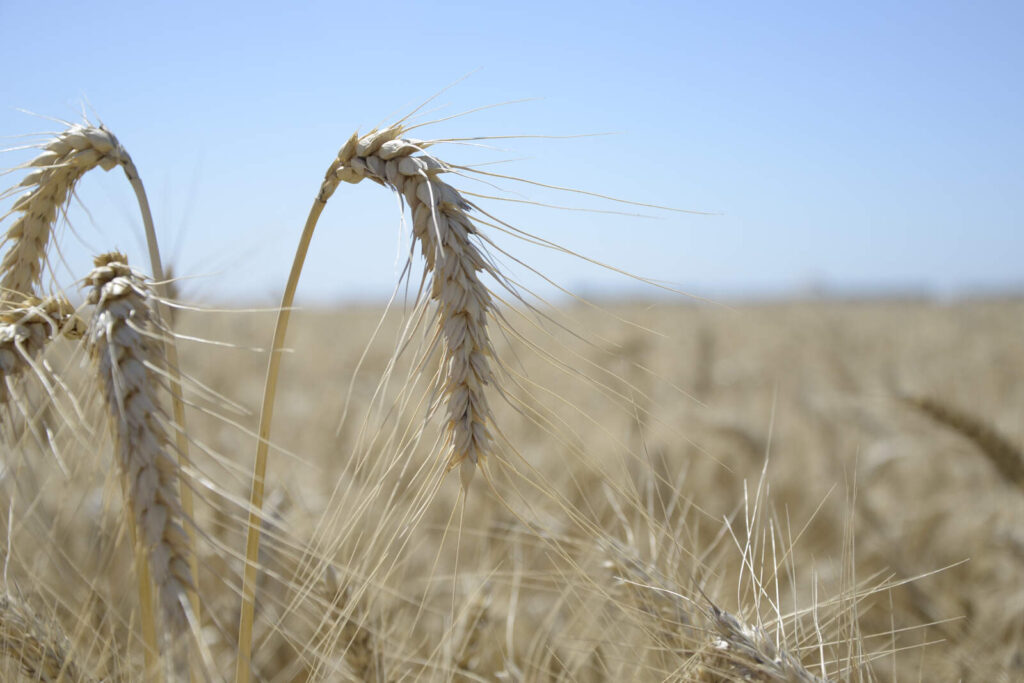 Trigo: tras las lluvias, suben las expectativas para una buena cosecha en Córdoba