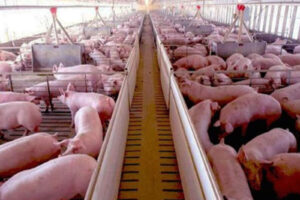 Una empresa porcina invertirá 15 millones de dólares en una granja en Córdoba