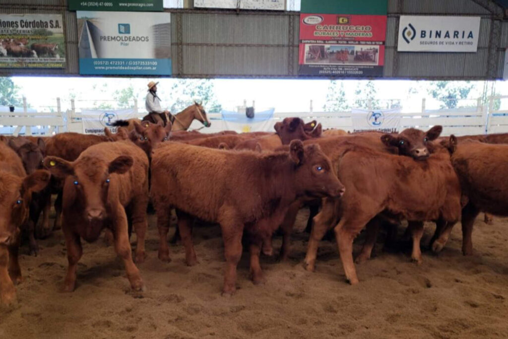 Córdoba: cae el valor de la hacienda en pie y se refleja en el precio de la carne