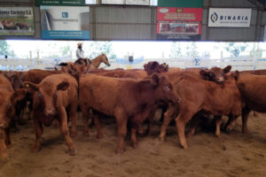 Córdoba: cae el valor de la hacienda en pie y se refleja en el precio de la carne